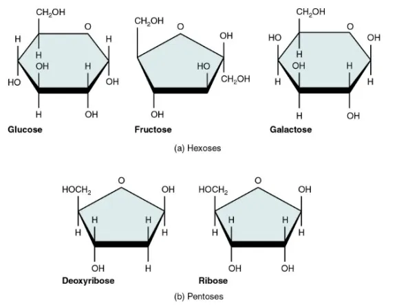 Types of ring structure